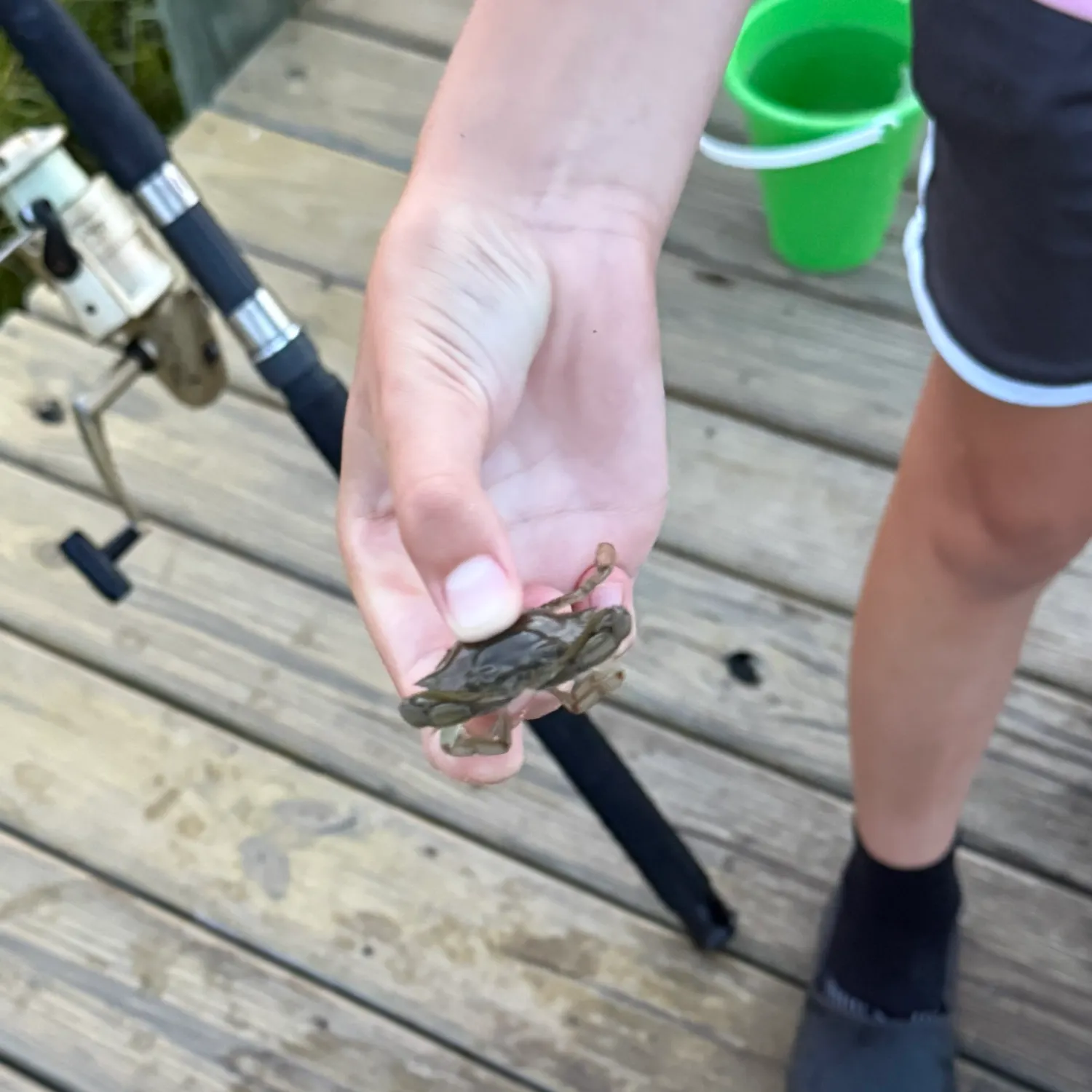 The most recent Giant mud crab catches on Fishbrain