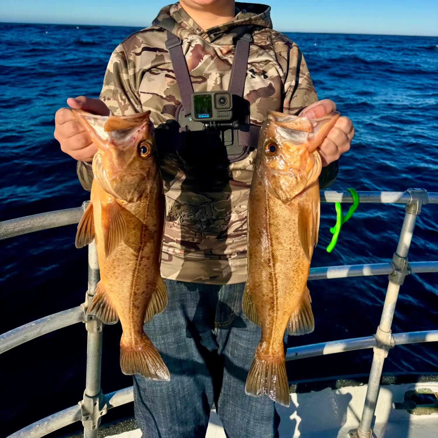 The most recent Maori rockcod catches on Fishbrain