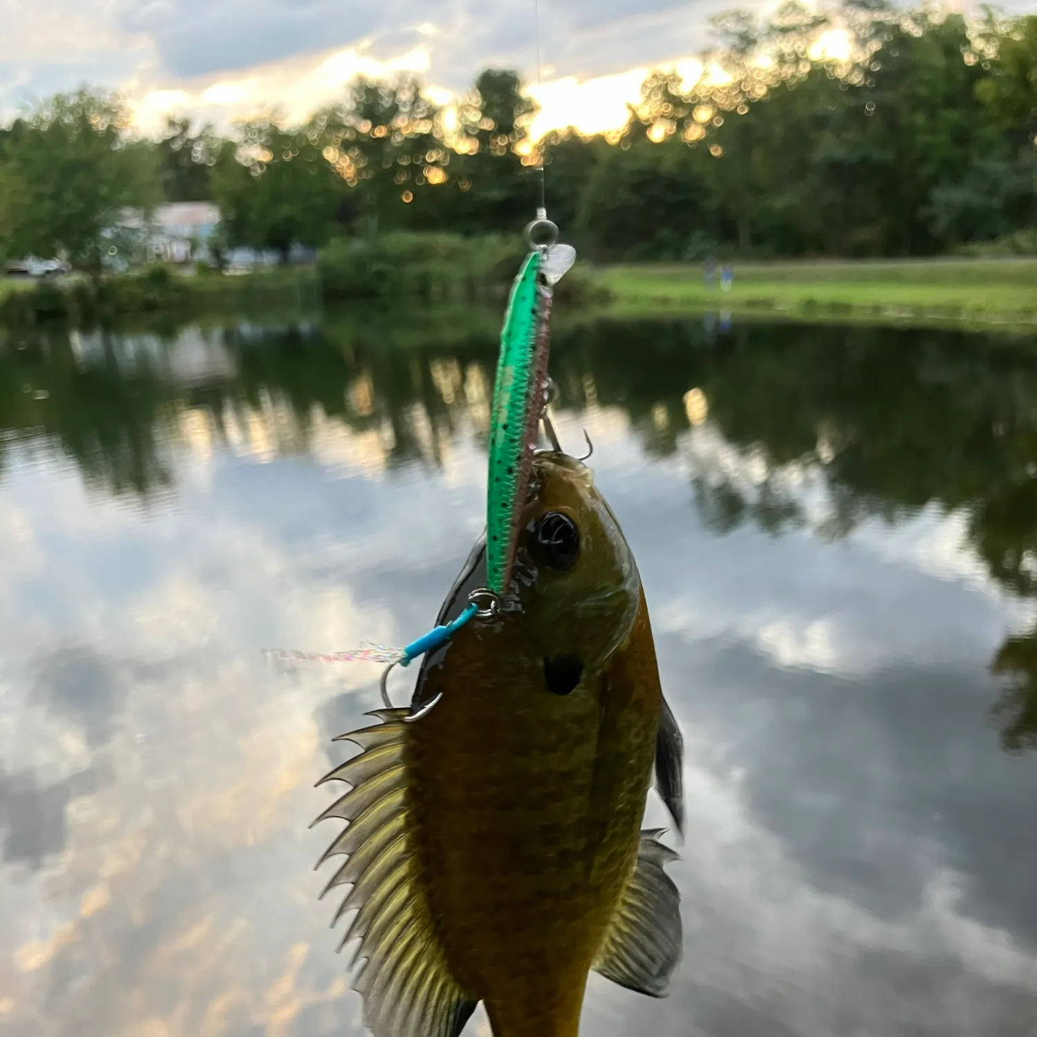 Bluegill caught on Fishbrain