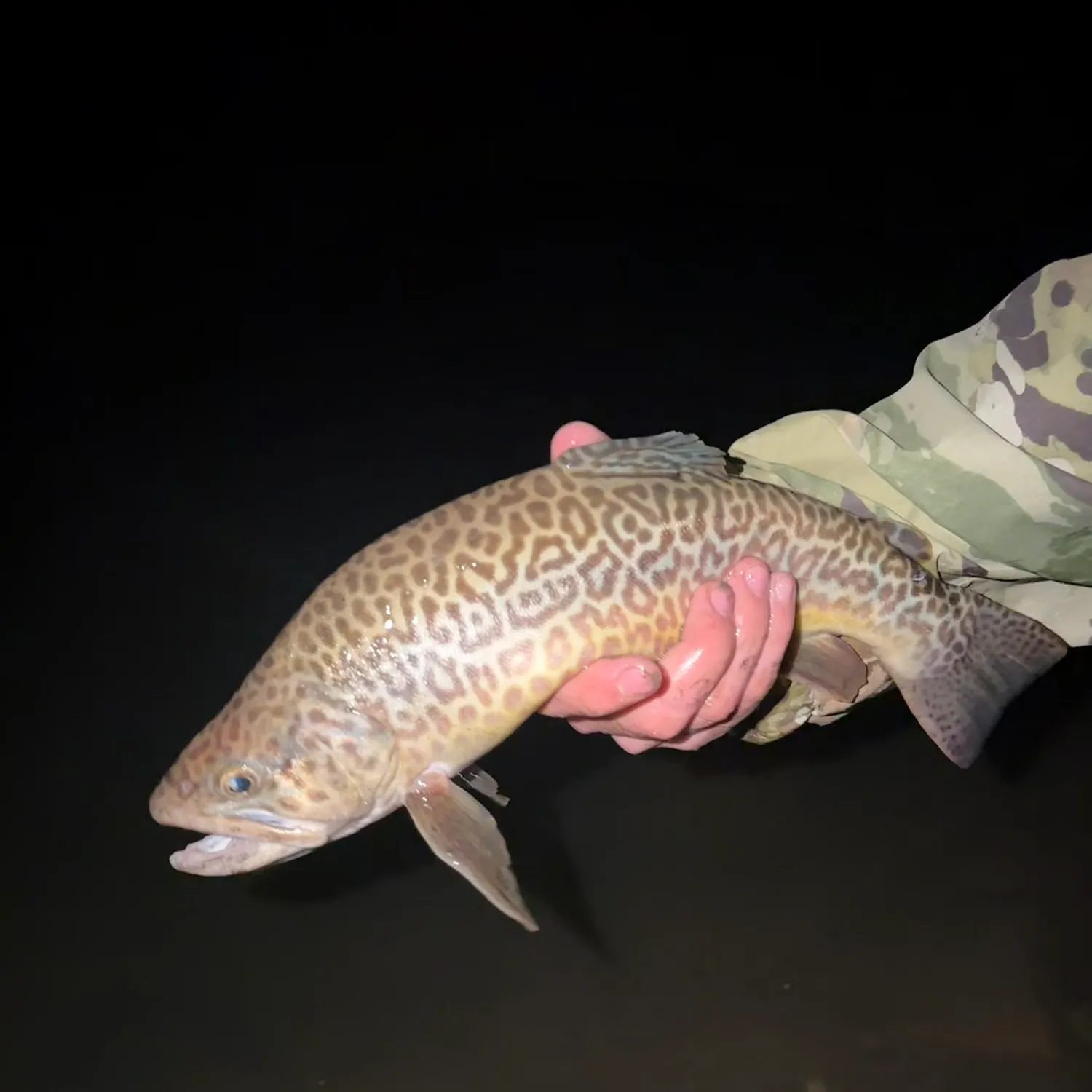 Tiger trout caught on Fishbrain