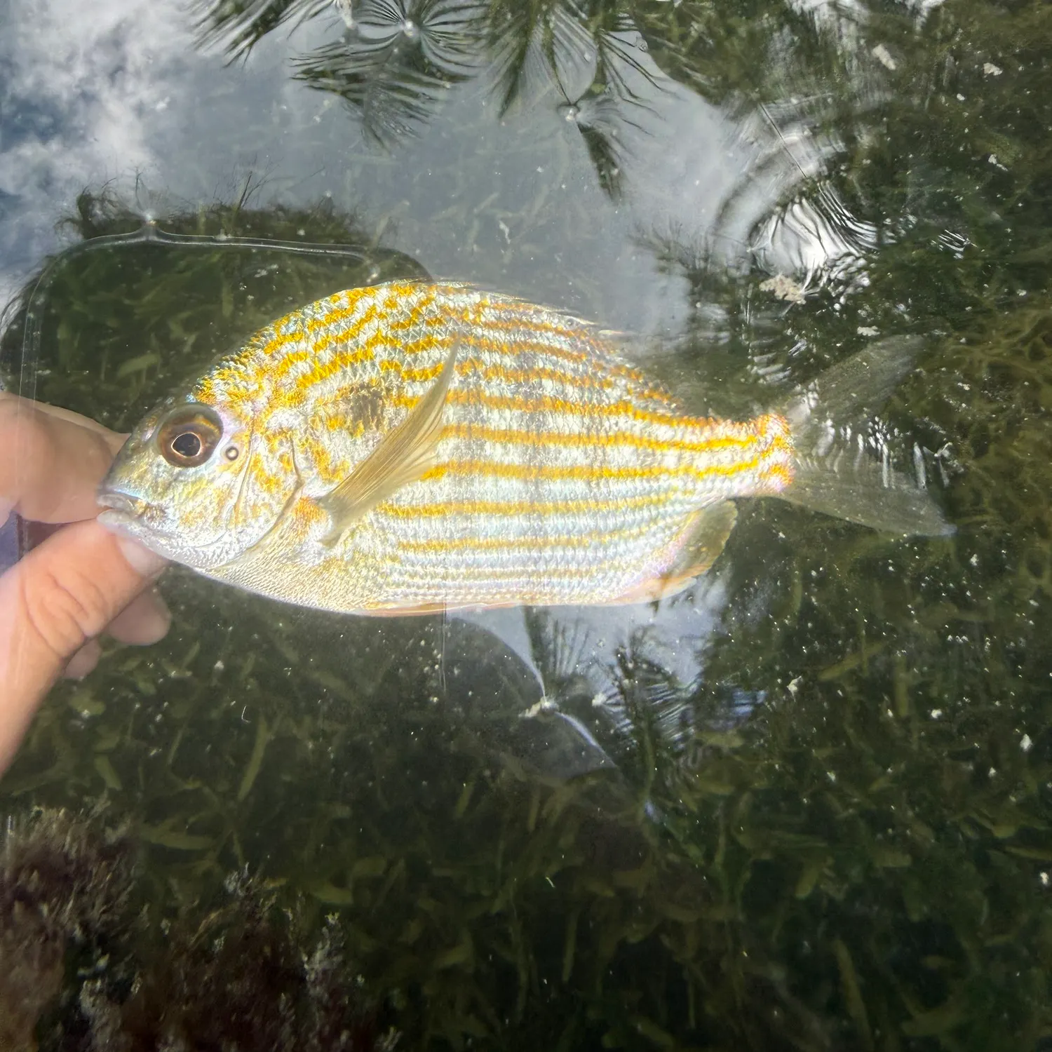 The most recent Western Atlantic seabream catches on Fishbrain