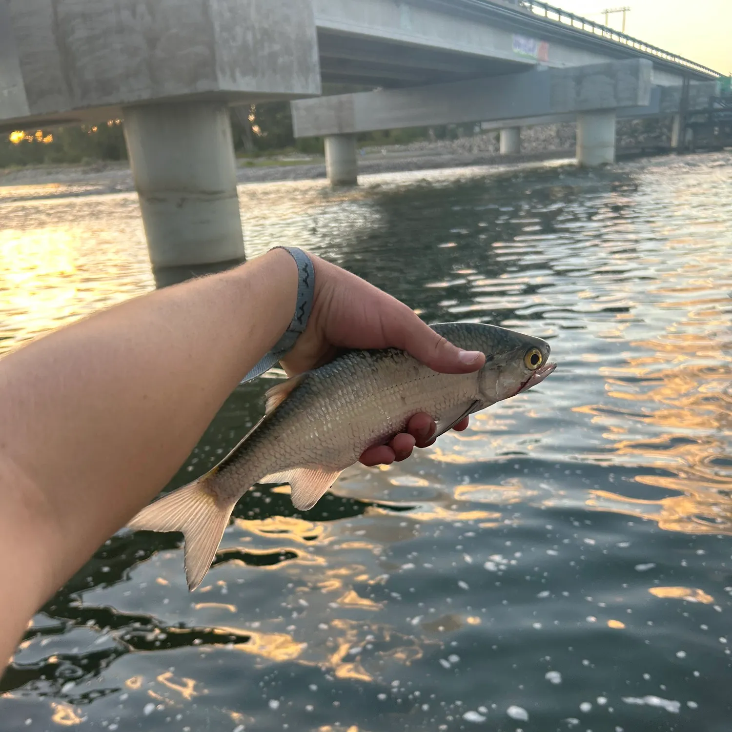 The most recent Goldeye catches on Fishbrain