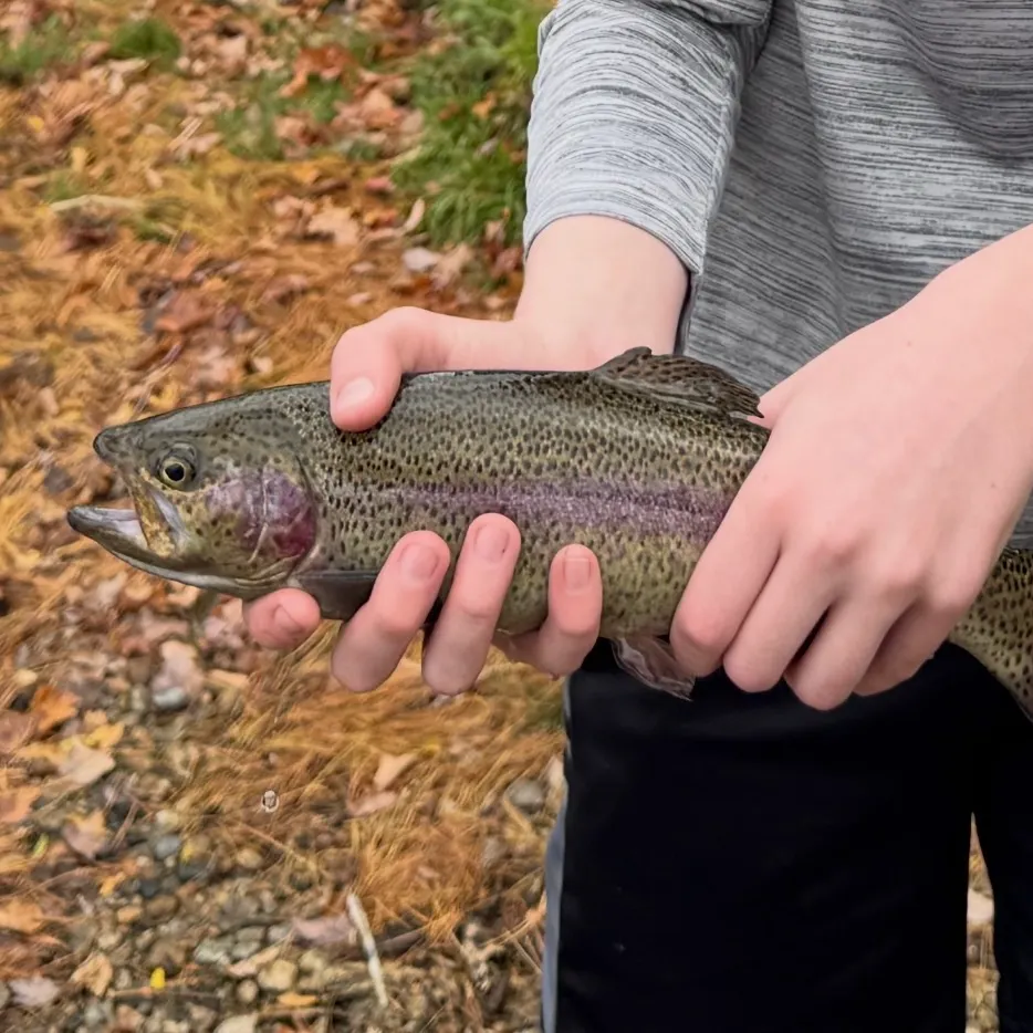 Rainbow trout caught on Fishbrain