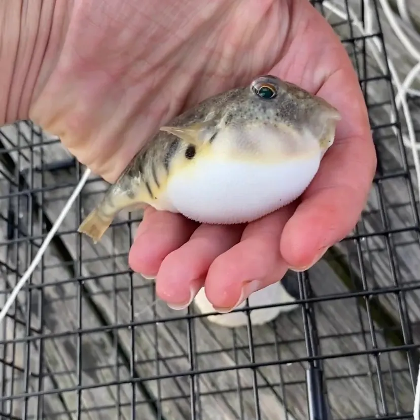 Northern puffer caught on Fishbrain