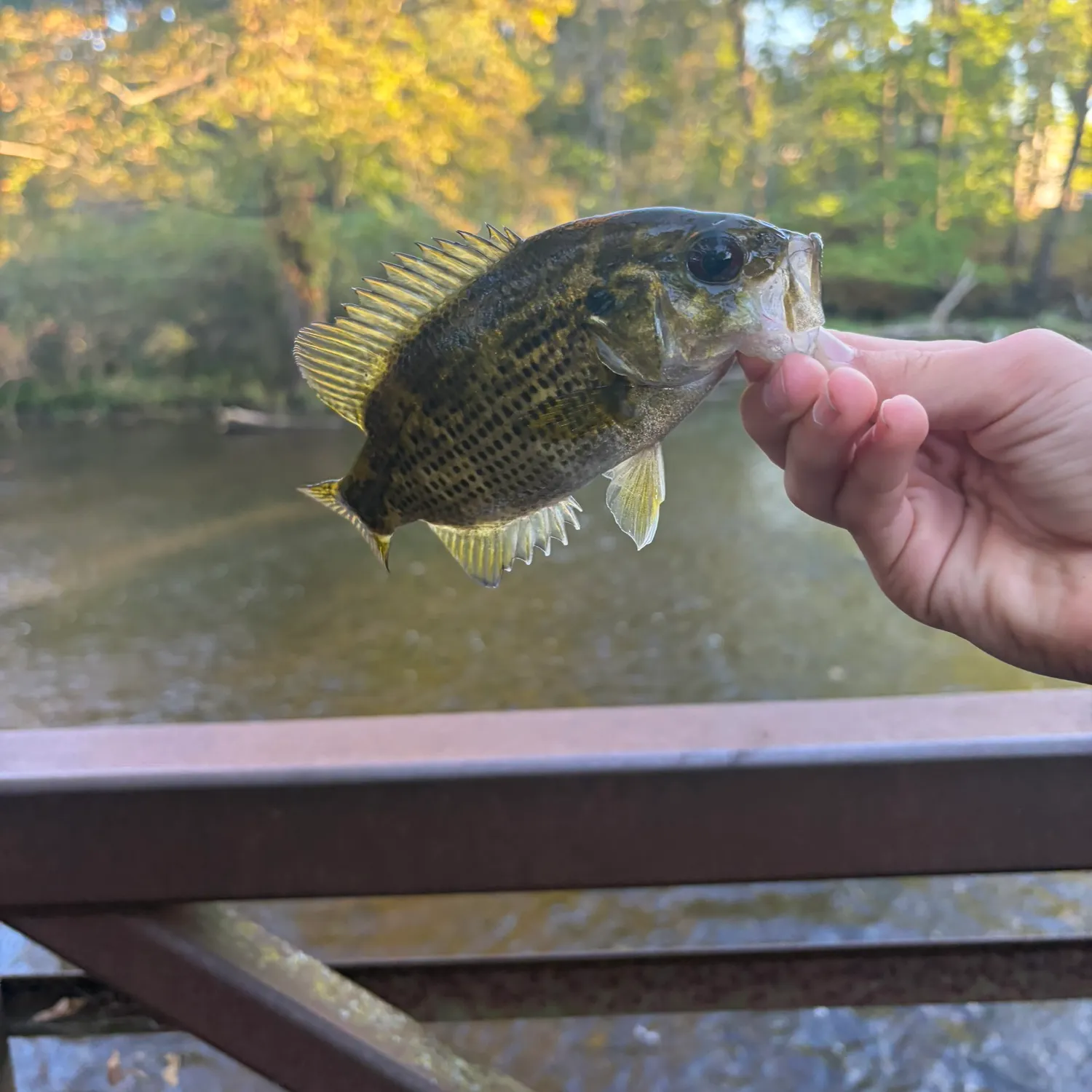 Rock bass caught on Fishbrain