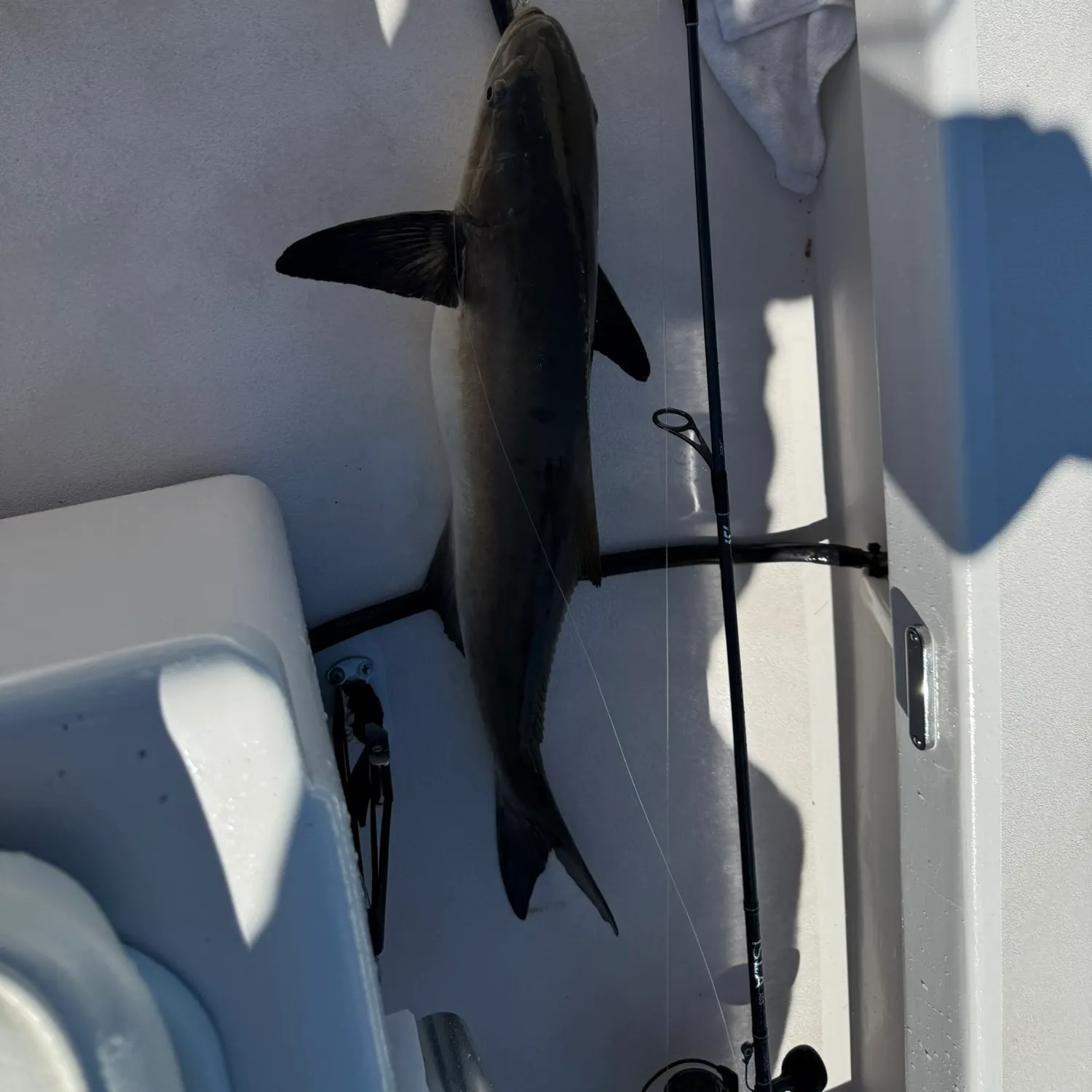 The most recent Cobia catches on Fishbrain