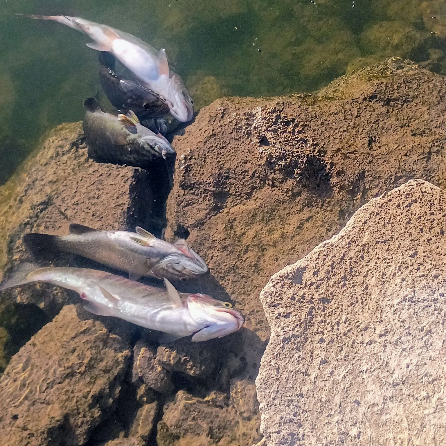 recently logged catches