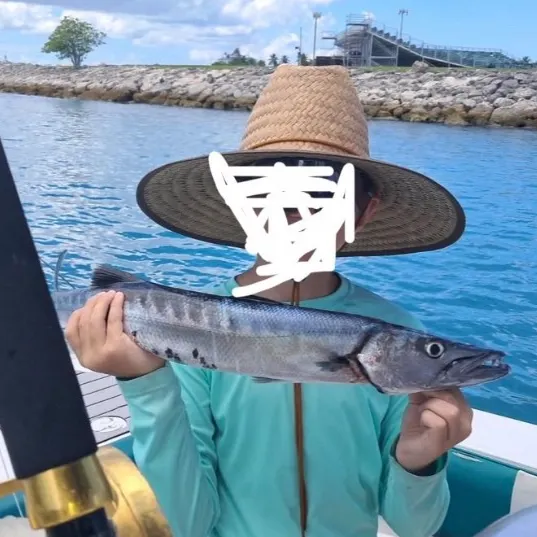 The most recent Great barracuda catches on Fishbrain