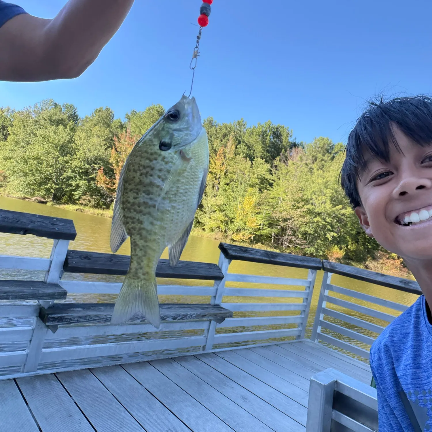 Bluegill caught on Fishbrain