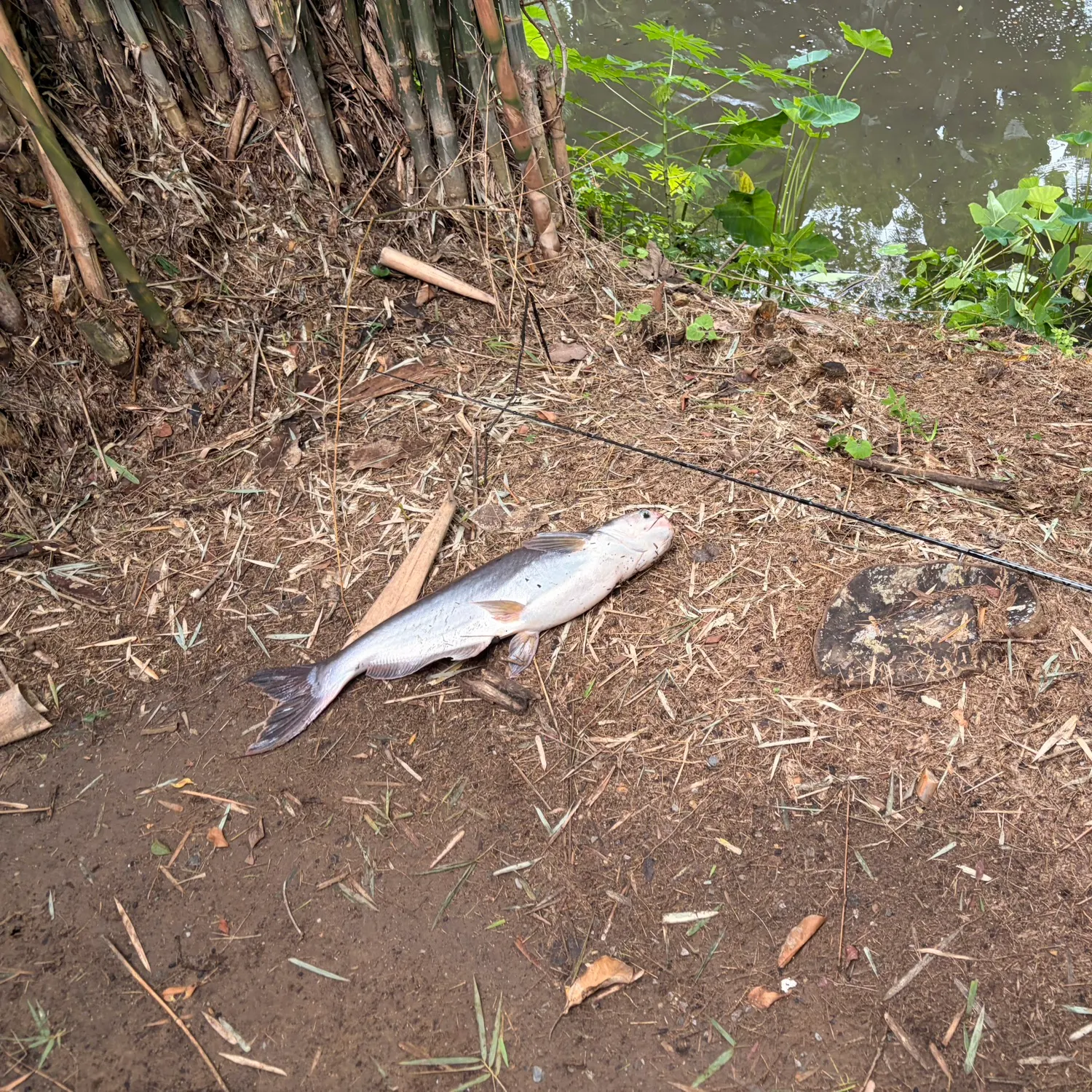 Mekong giant catfish caught on Fishbrain
