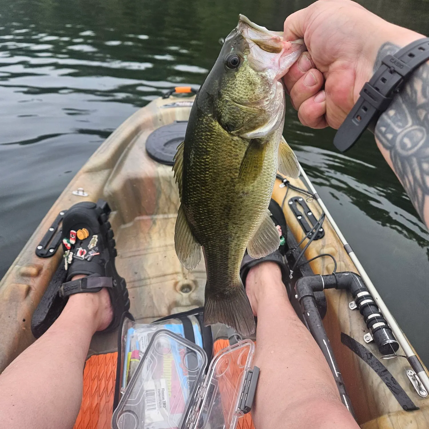 Largemouth bass caught on Fishbrain