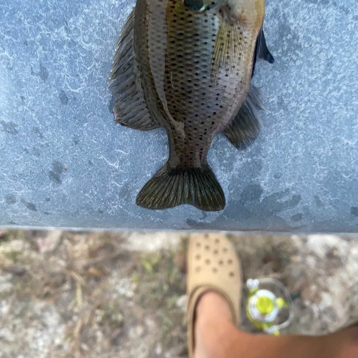 The most recent Spotted sunfish catches on Fishbrain