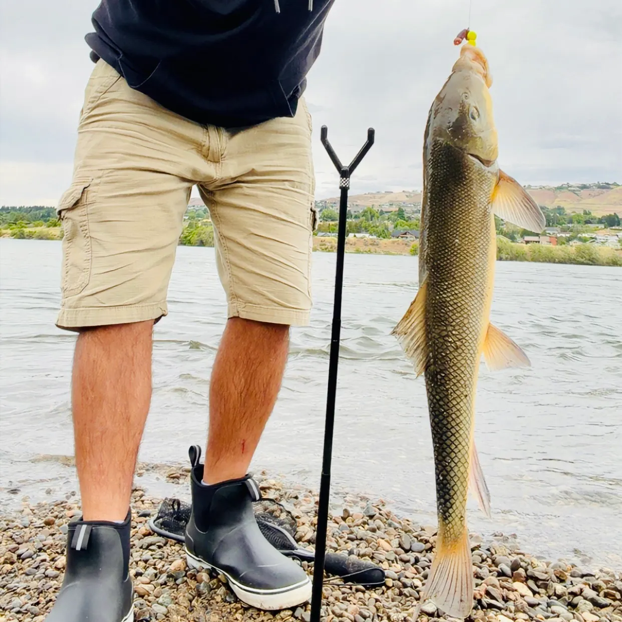 The most recent Largescale sucker catches on Fishbrain