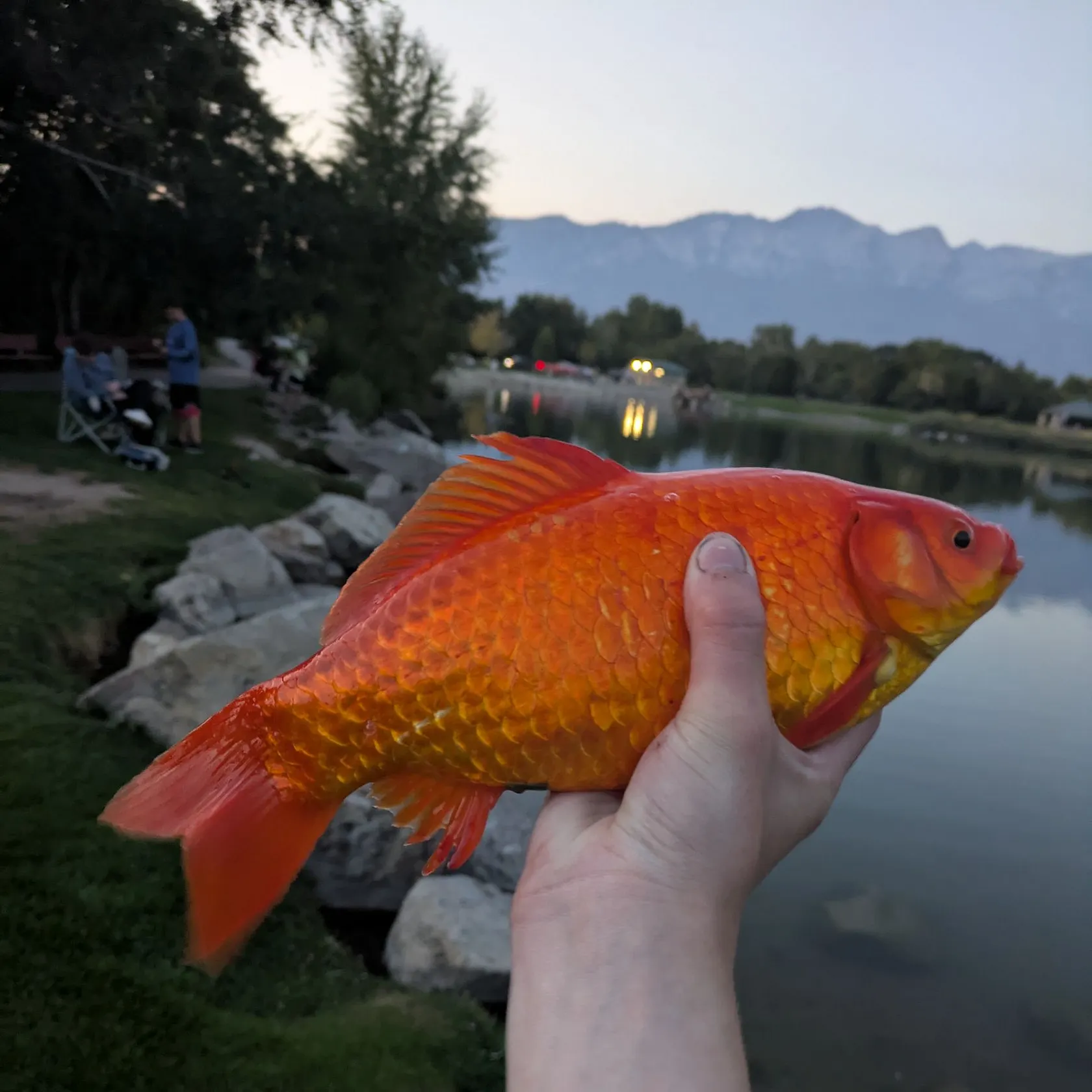 The most recent Goldfish catches on Fishbrain