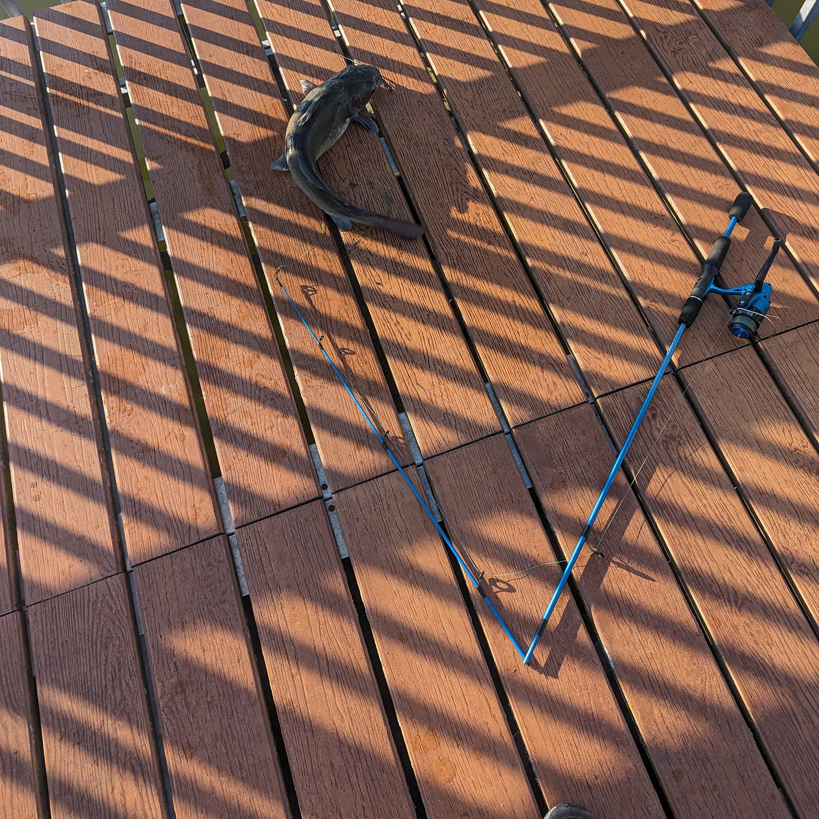 angler catch