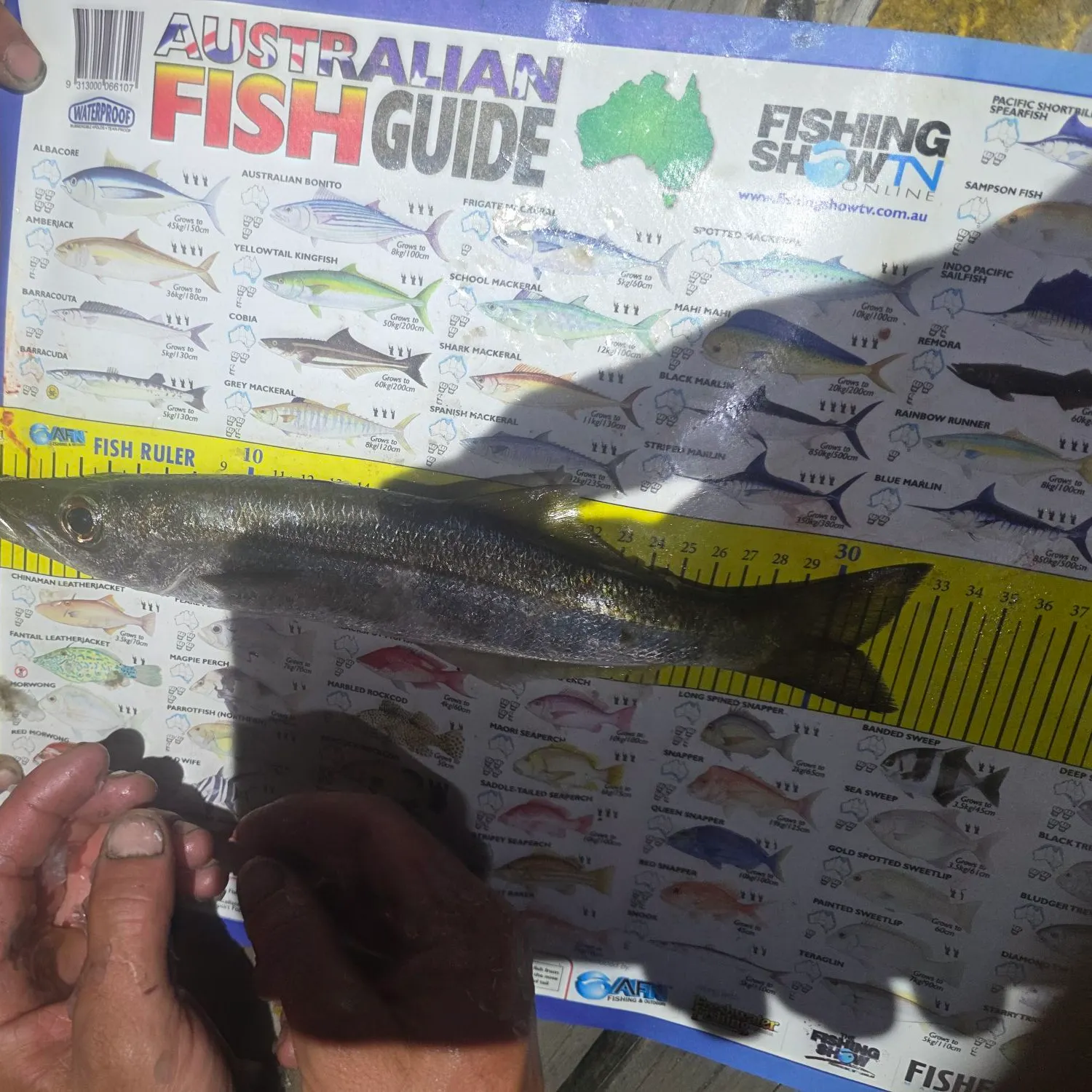 The most recent Longfin pike catches on Fishbrain