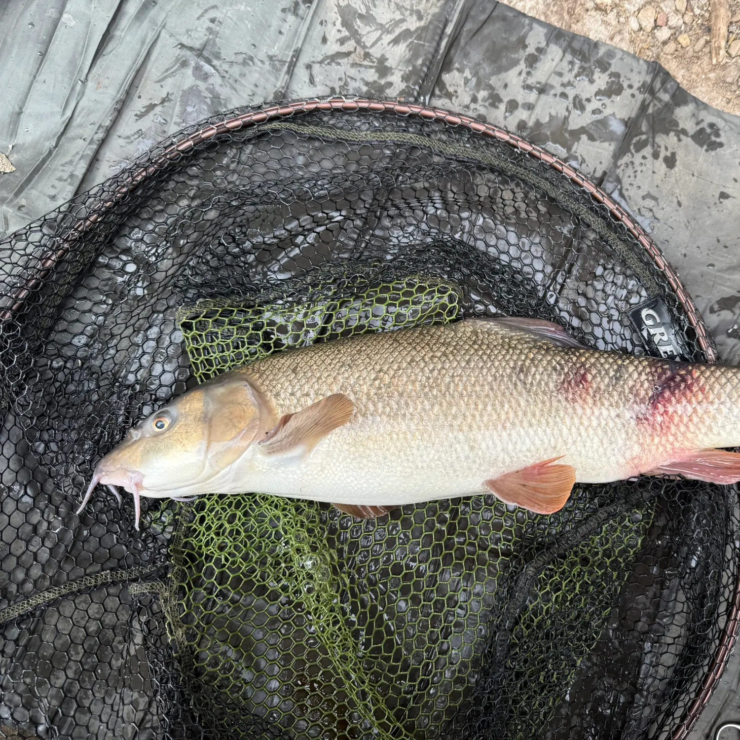 most liked catch image