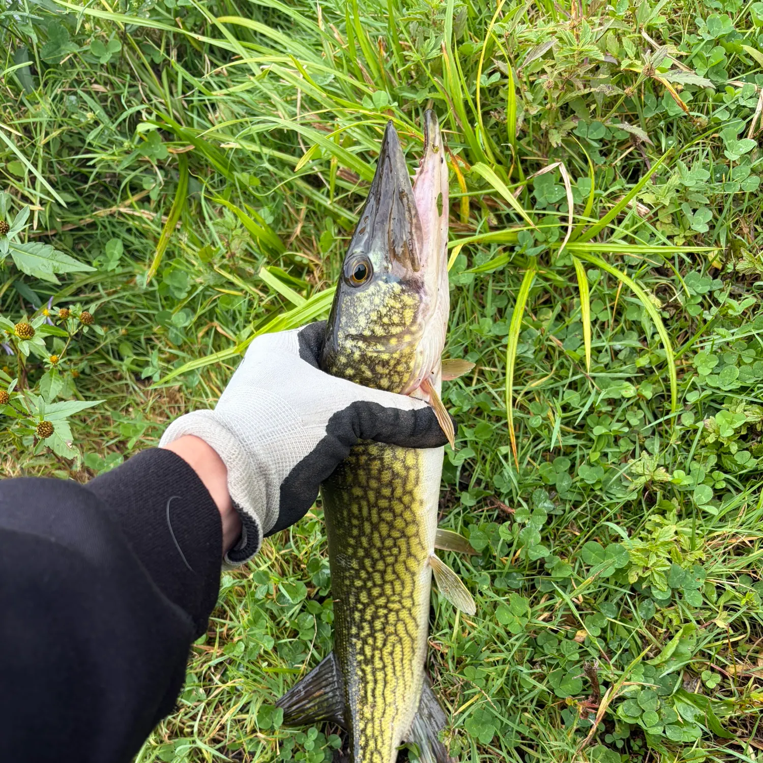 Chain pickerel caught on Fishbrain