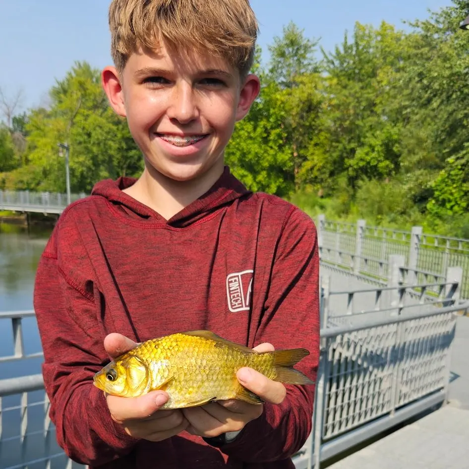 Goldfish caught on Fishbrain