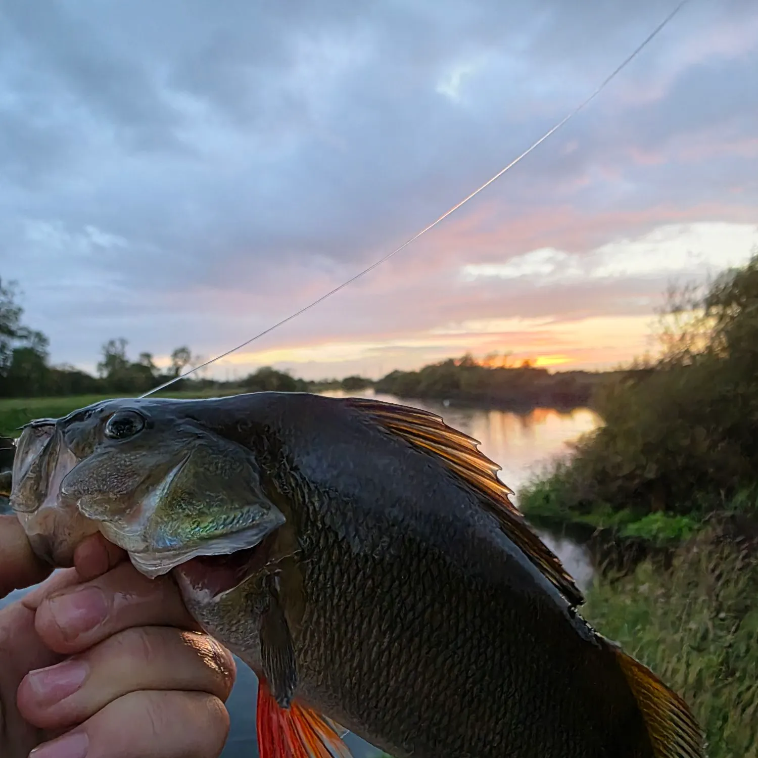 European perch caught on Fishbrain