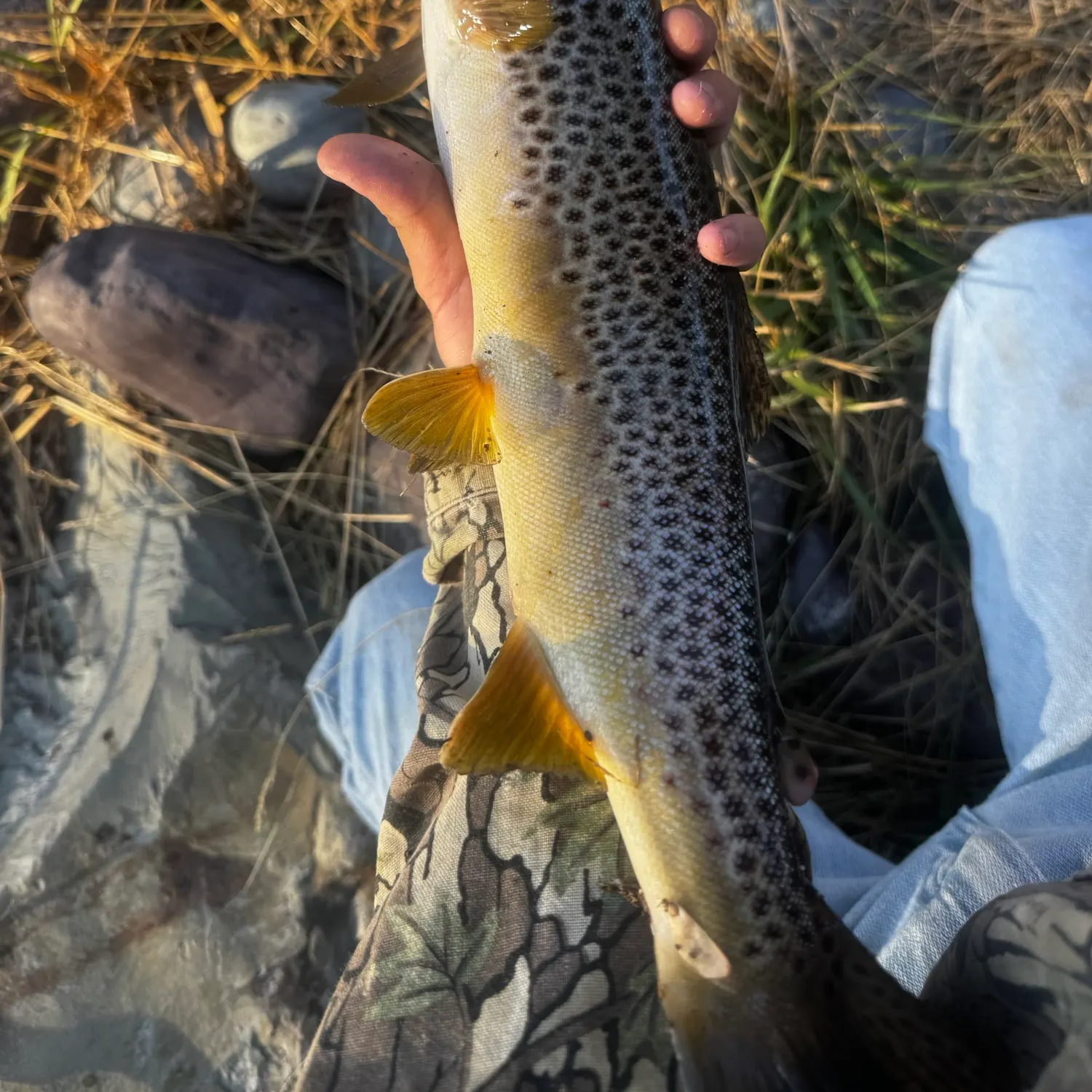 Brown trout caught on Fishbrain