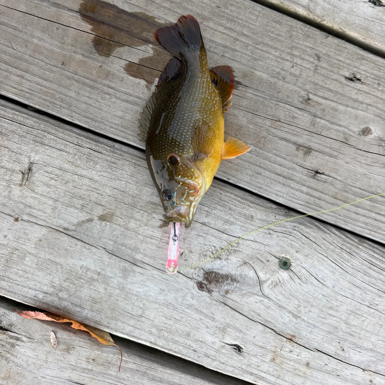 Bluegill caught on Fishbrain