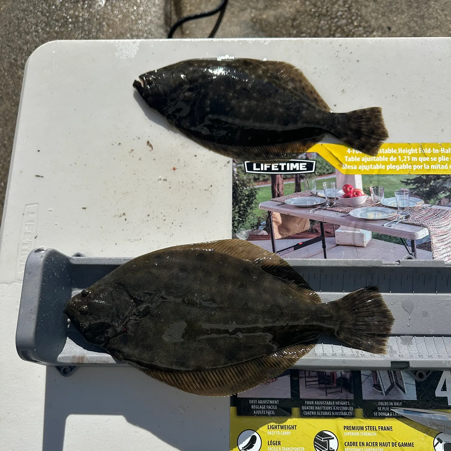 The most recent Southern flounder catches on Fishbrain