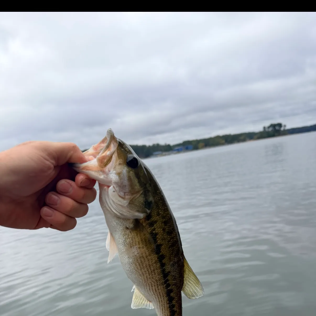 Spotted bass caught on Fishbrain