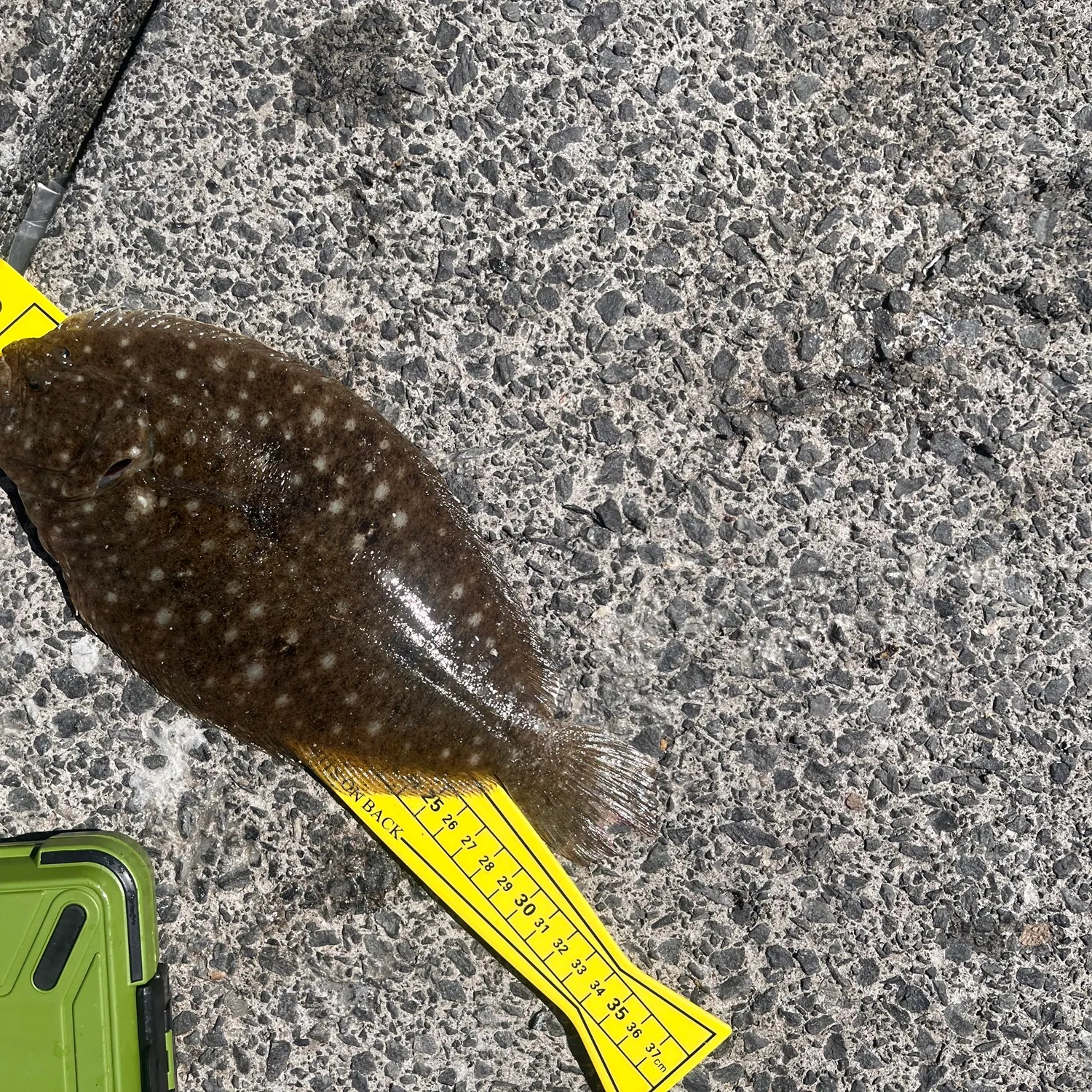 Summer flounder caught on Fishbrain