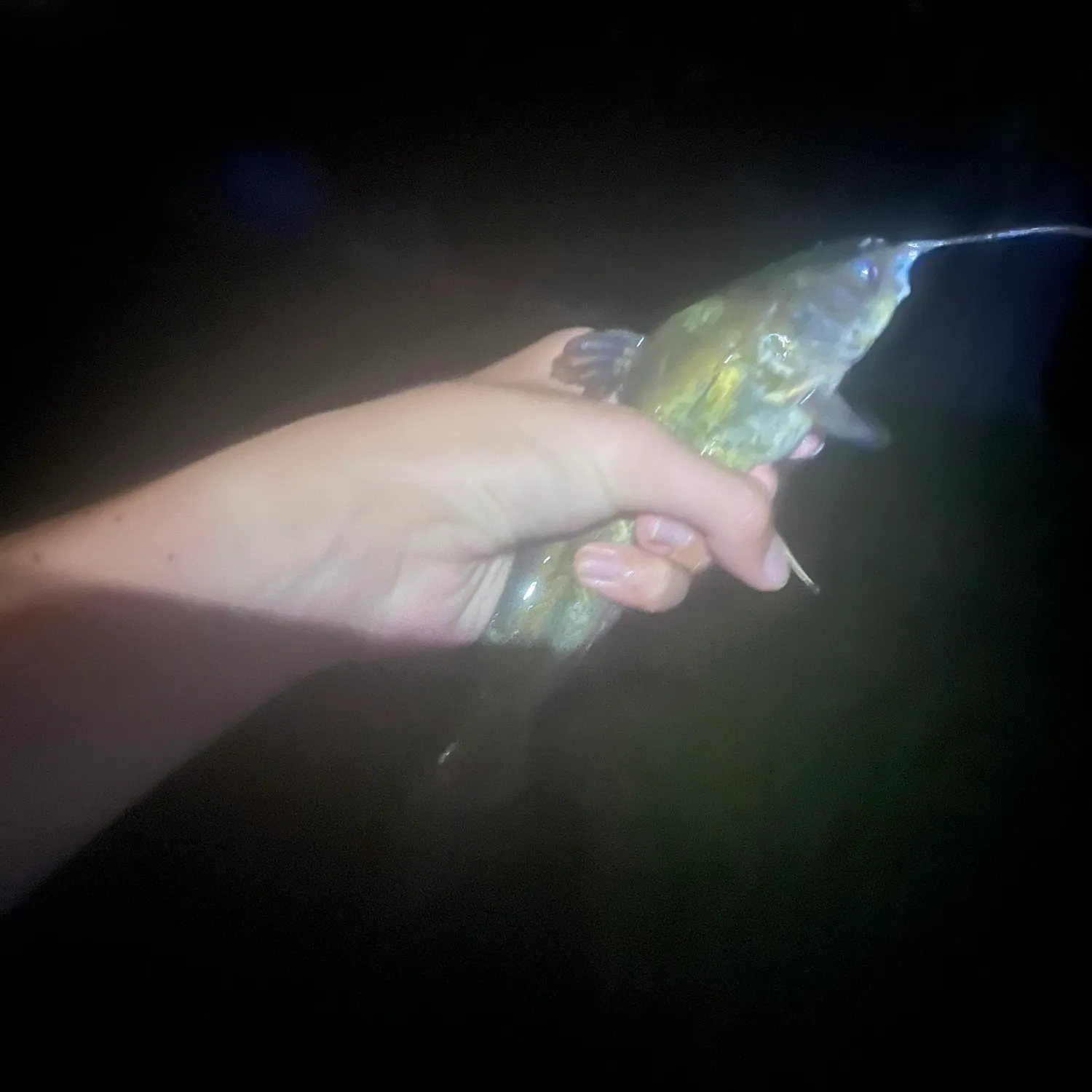 Yellow bullhead caught on Fishbrain