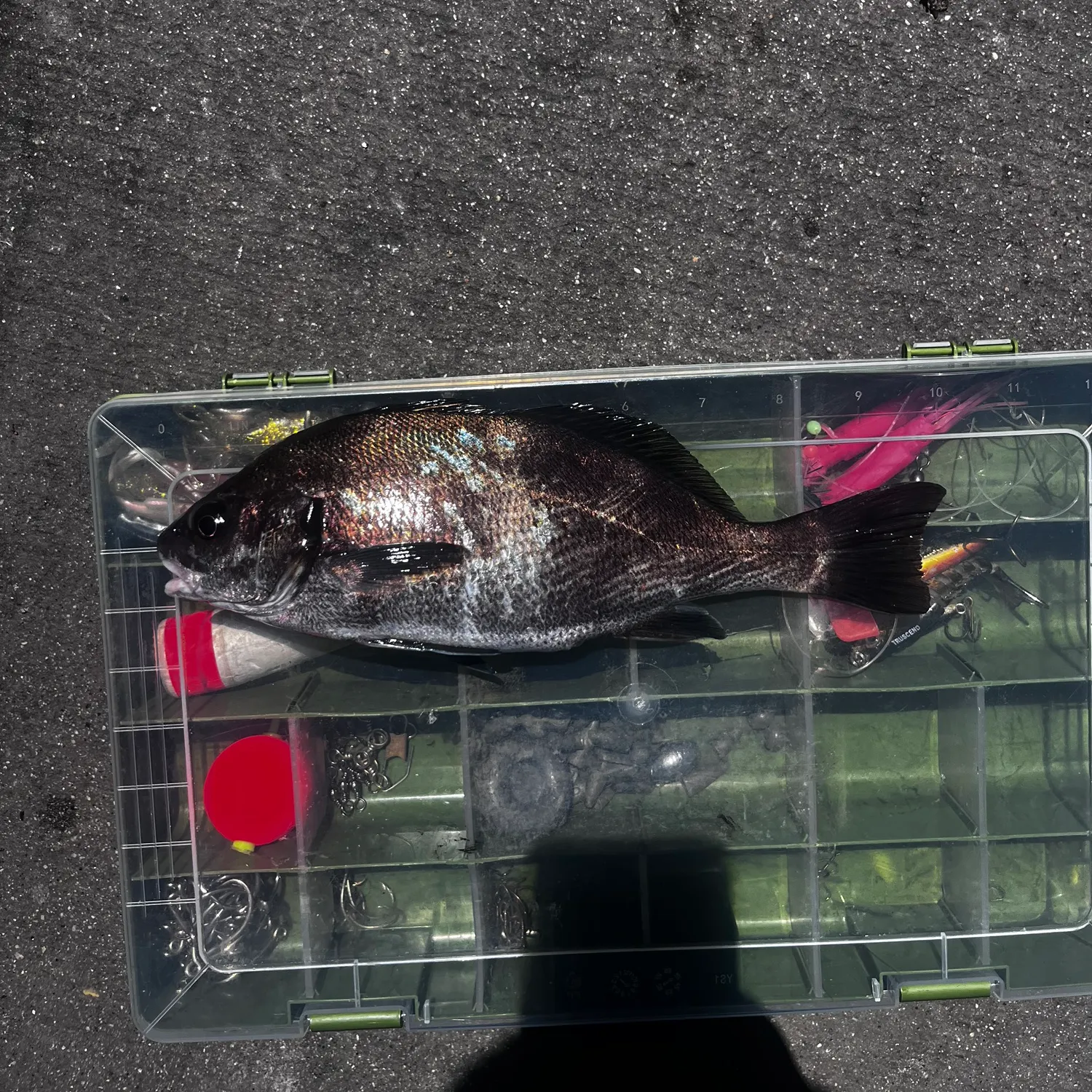 The most recent Black croaker catches on Fishbrain