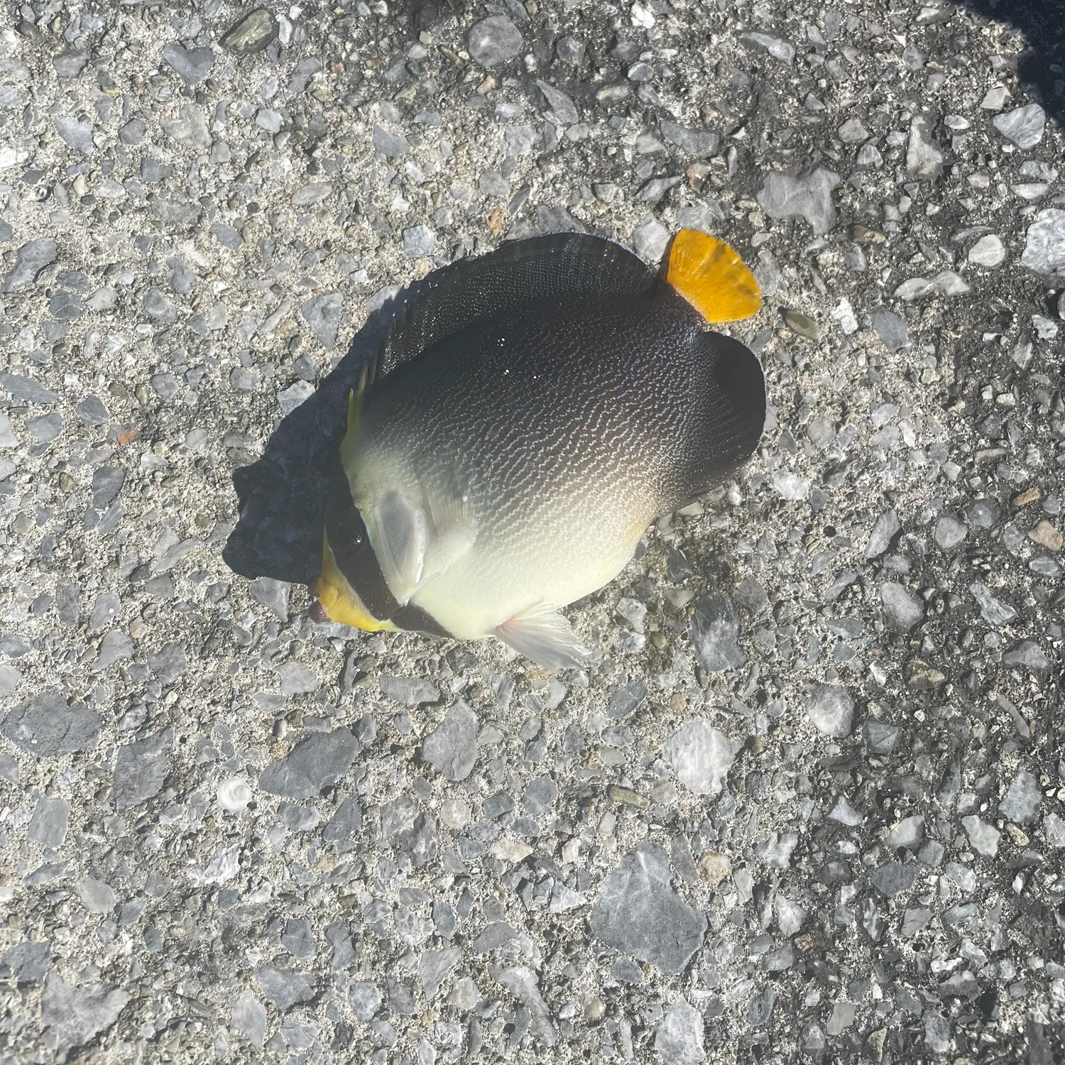 The most recent Pacific graysby grouper catches on Fishbrain