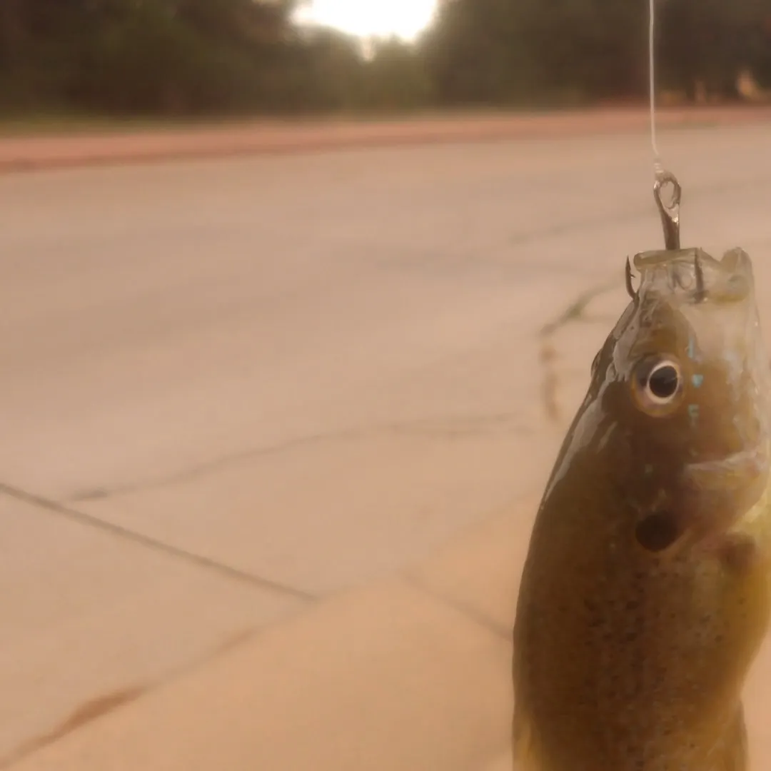 Green sunfish caught on Fishbrain