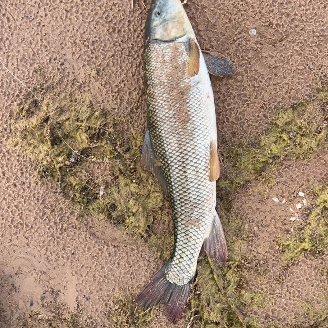 The most recent June sucker catches on Fishbrain