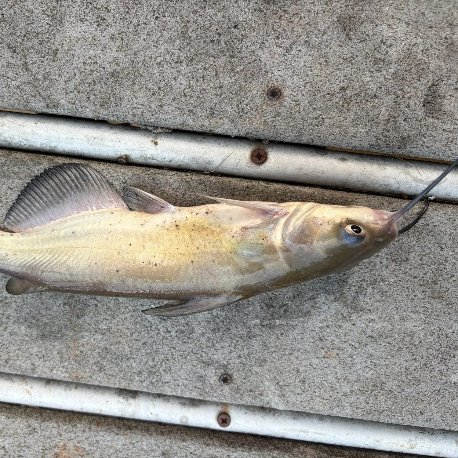 Channel catfish caught on Fishbrain