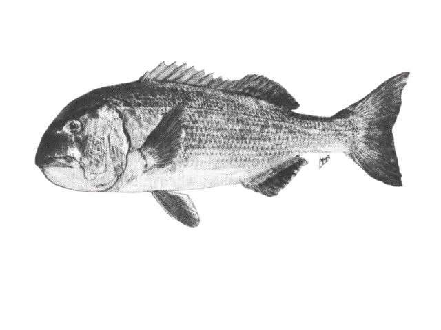 Musselcracker seabream