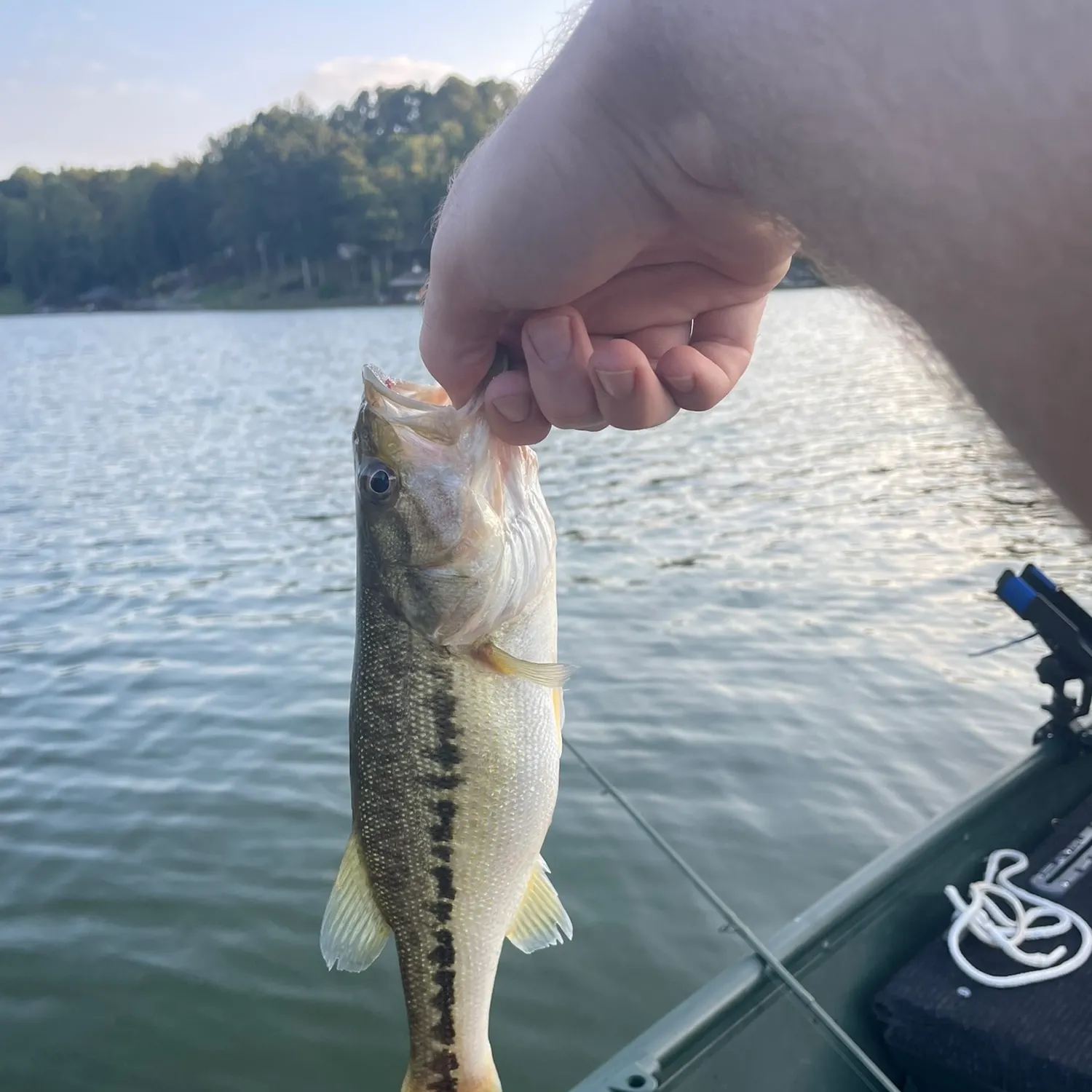 Spotted bass caught on Fishbrain