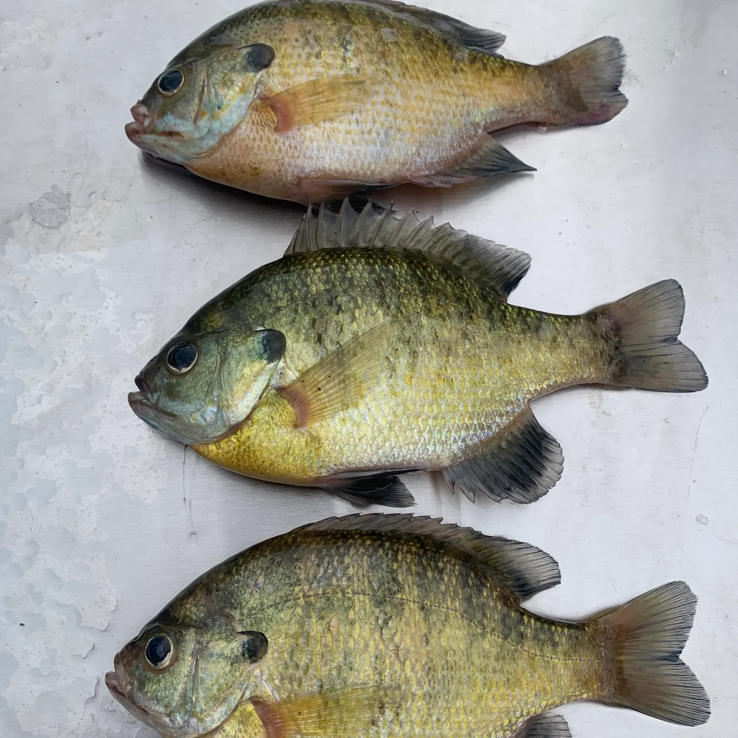 recently logged catches