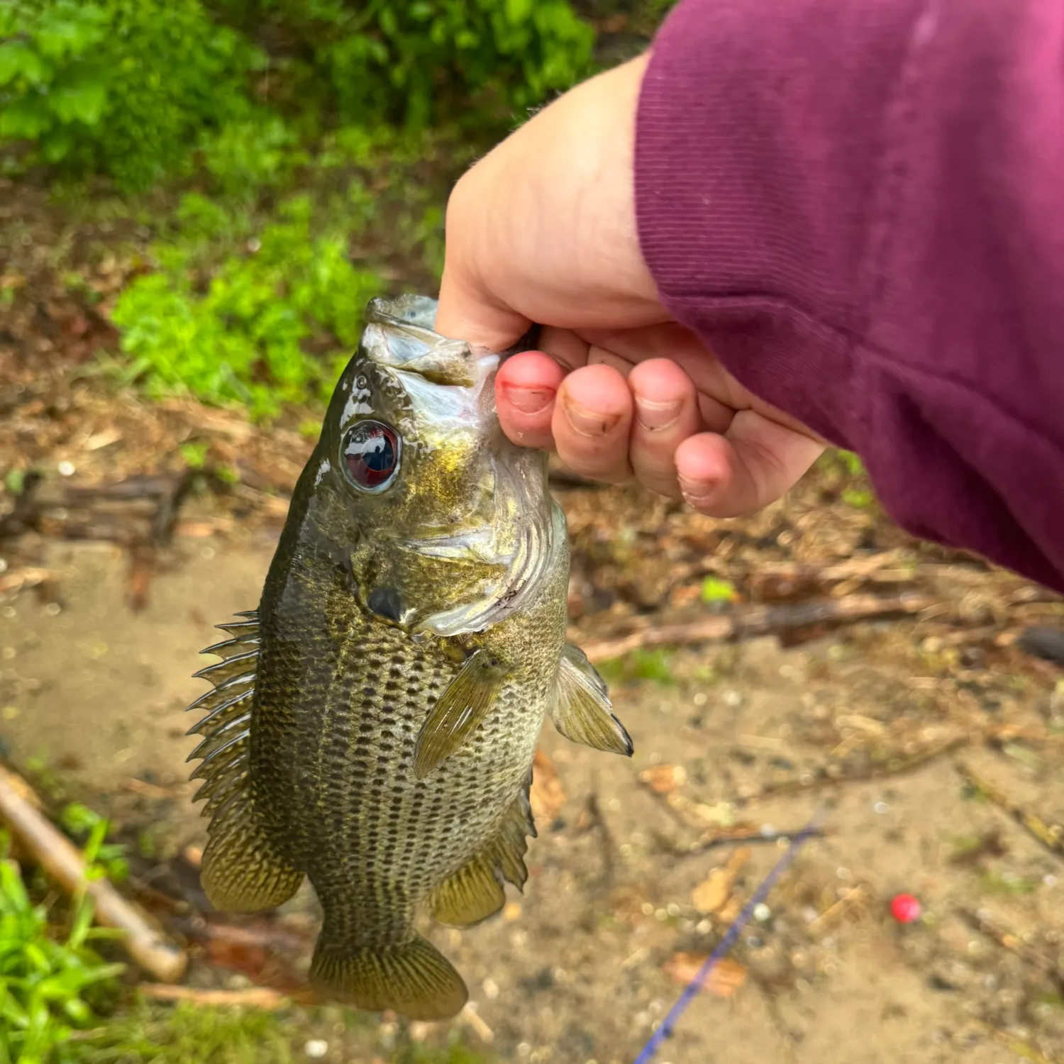 catch