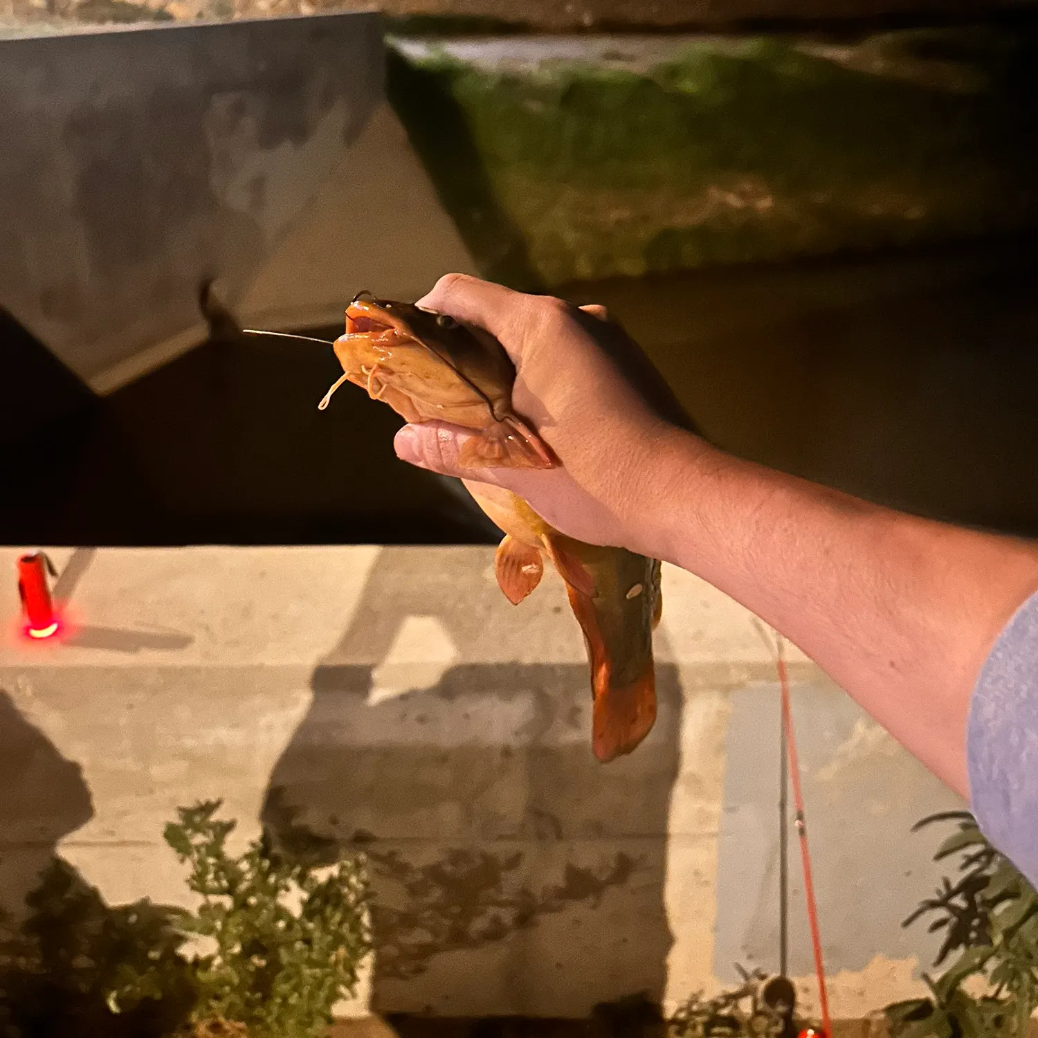 Yellow bullhead caught on Fishbrain
