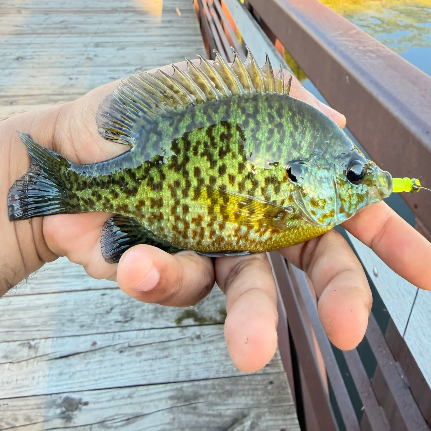 Redear sunfish caught on Fishbrain