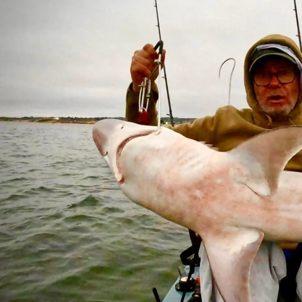 The most recent Tope shark catches on Fishbrain