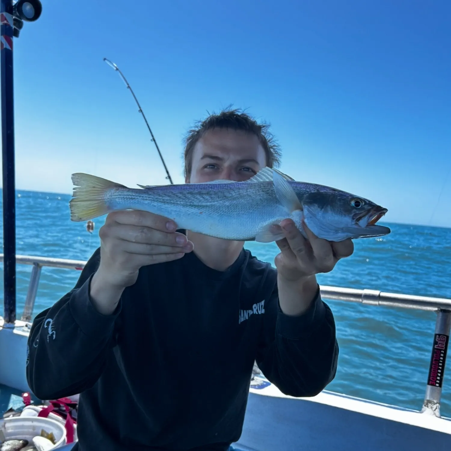 The most recent Striped corvina catches on Fishbrain
