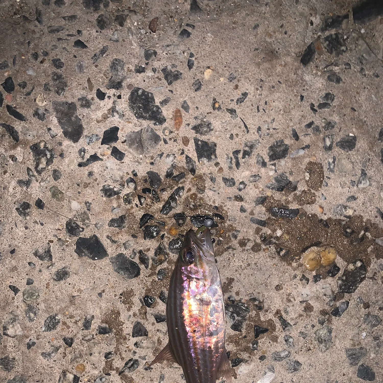 The most recent Wolf cardinalfish catches on Fishbrain