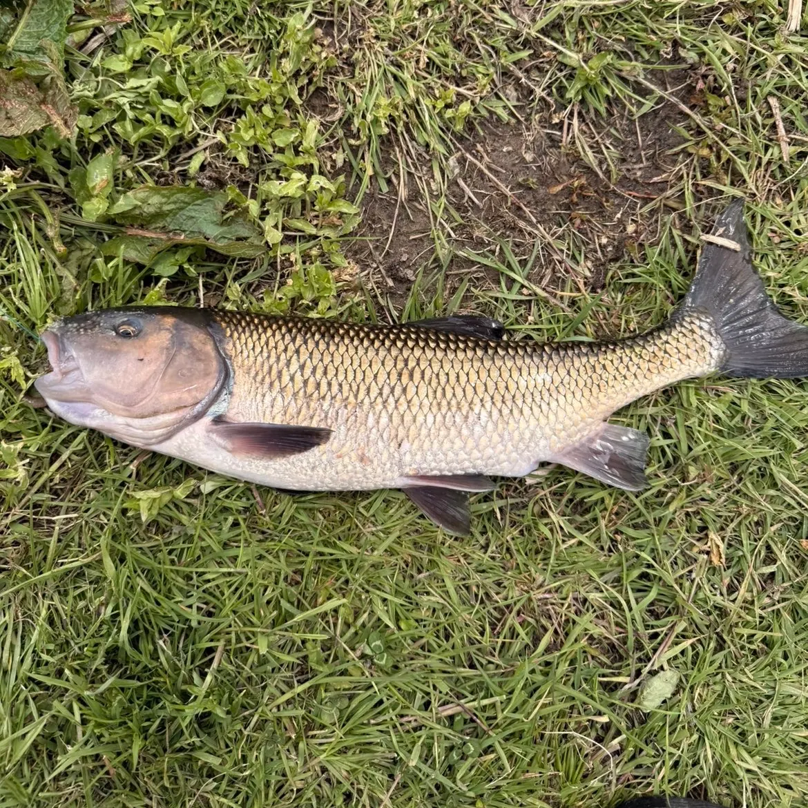 The most recent River chub catches on Fishbrain