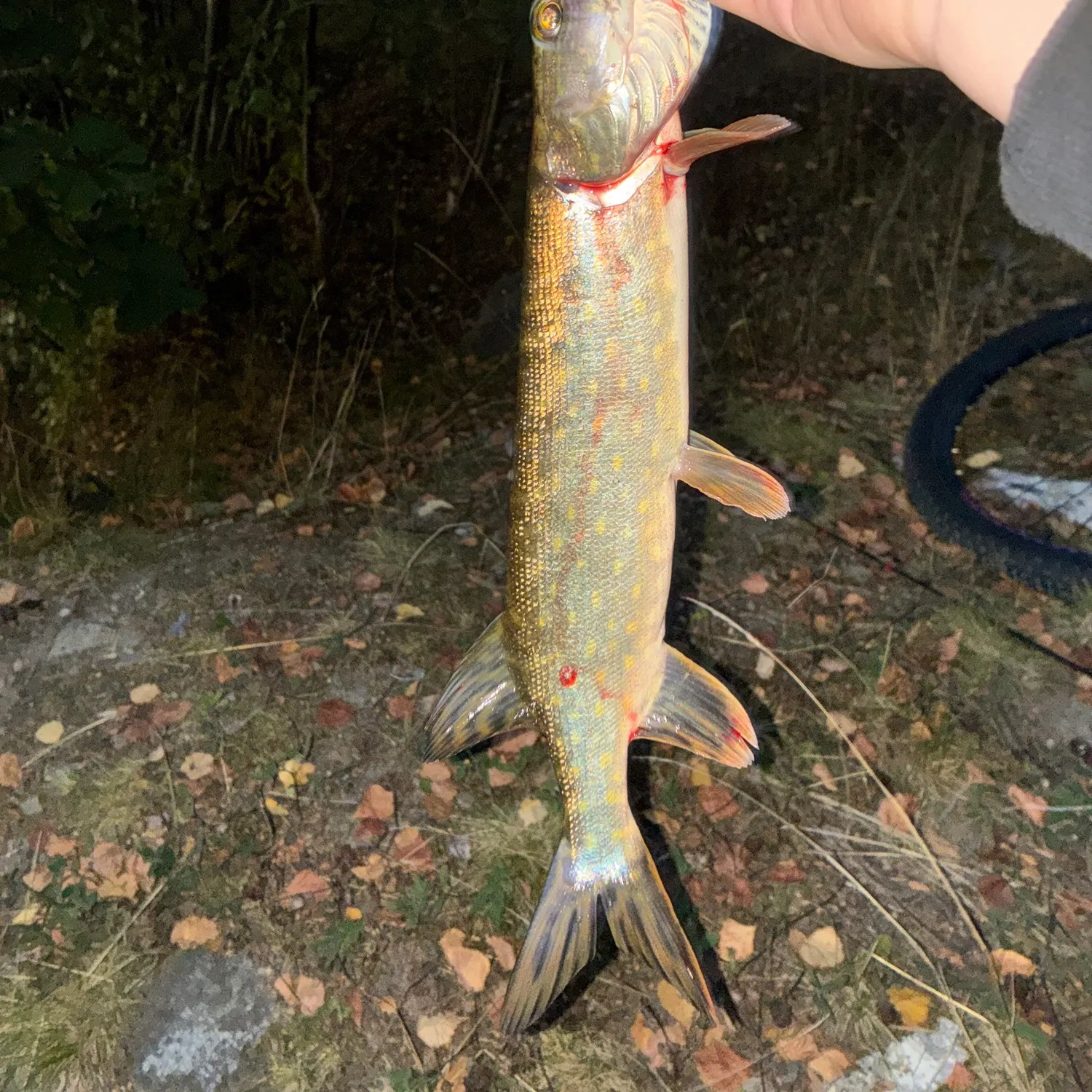 Northern pike caught on Fishbrain