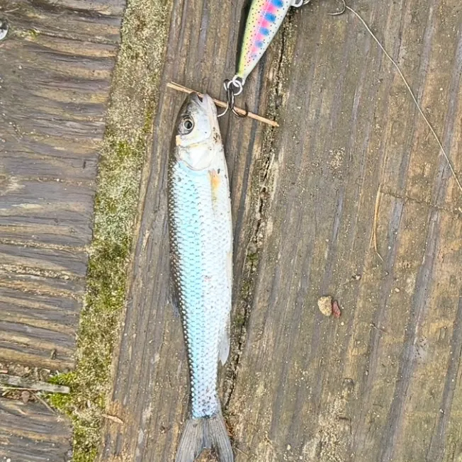 Fallfish caught on Fishbrain