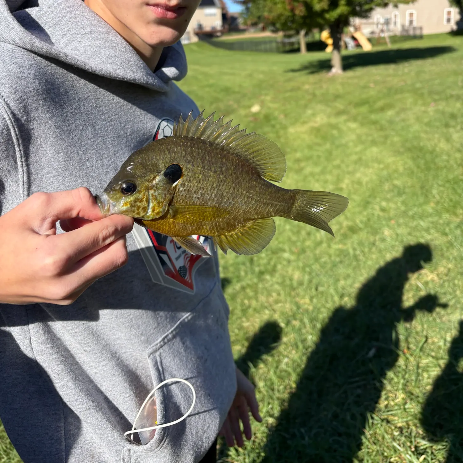 Bluegill caught on Fishbrain