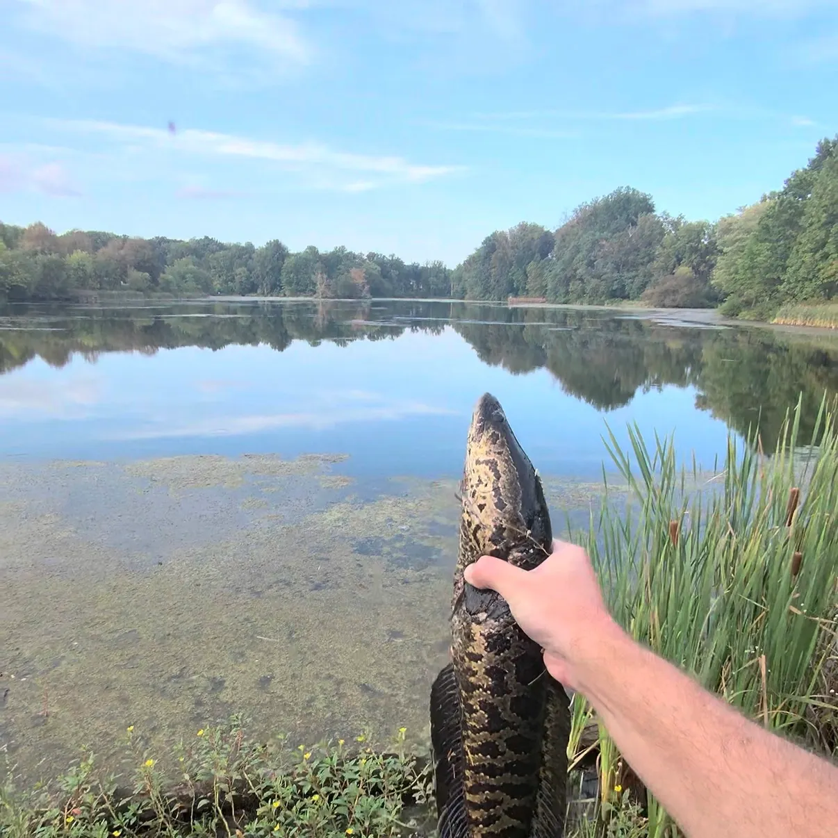 Northern snakehead caught on Fishbrain