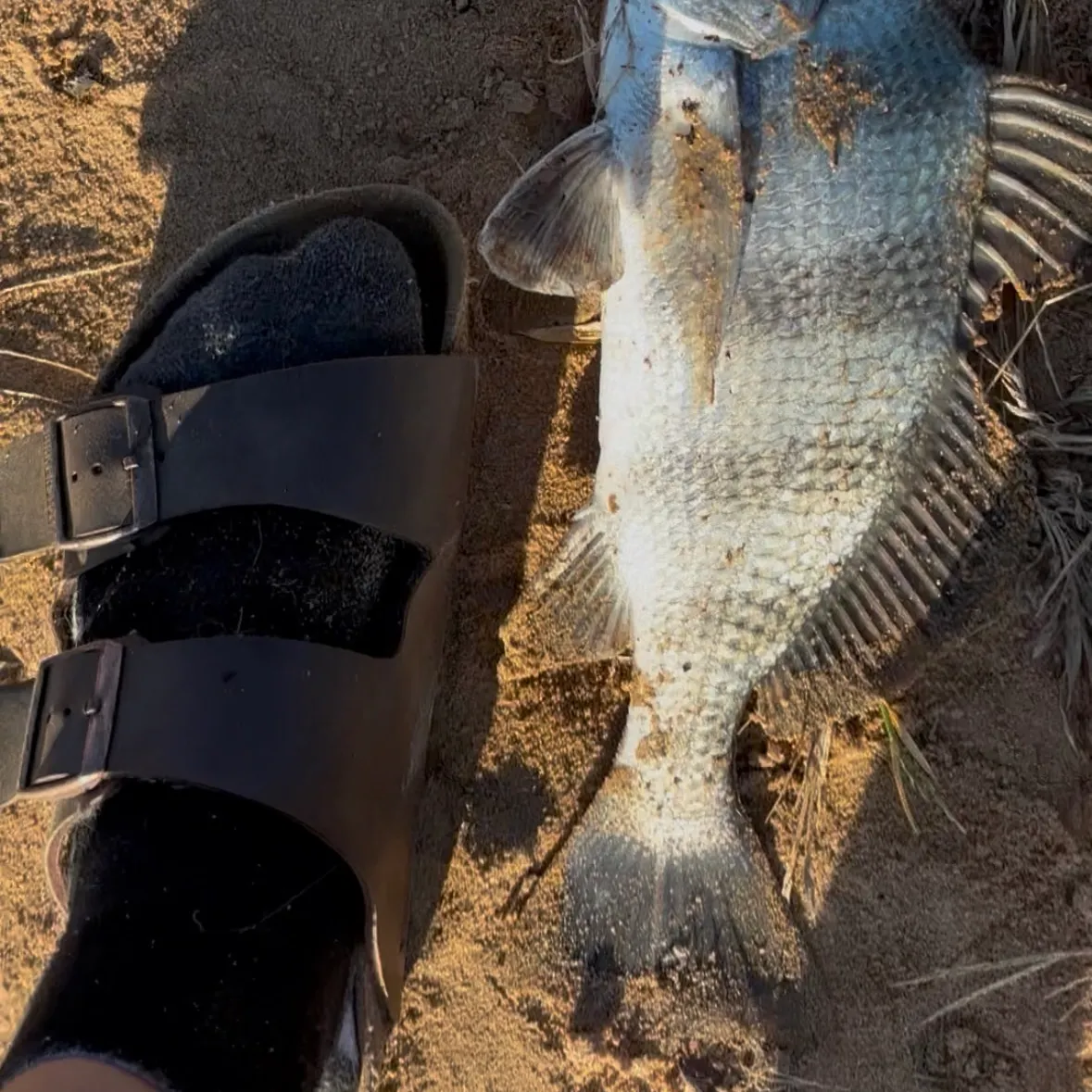 Black drum caught on Fishbrain